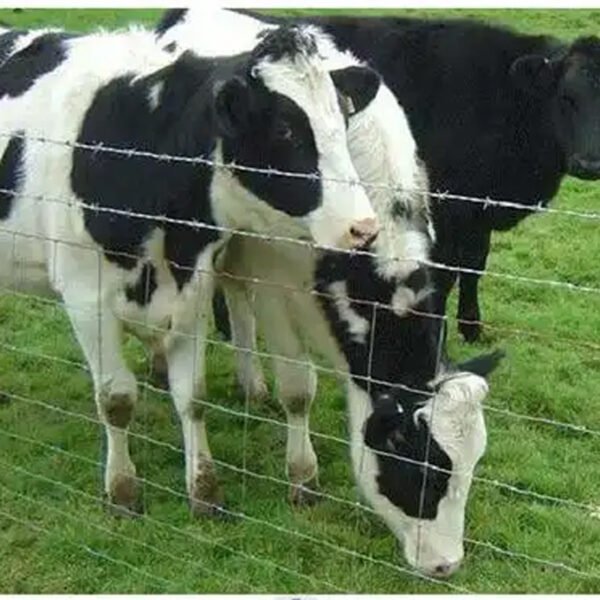 cattle fence