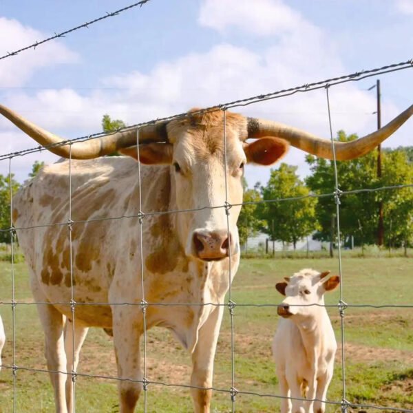 cattle fence